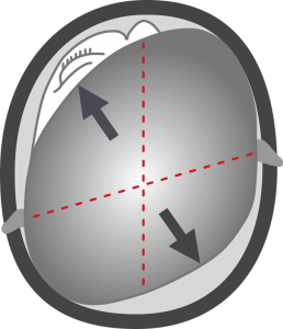 schaedelbasis von oben