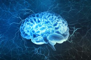 Bildung und Reifung von neuronalen Mustern im Gehirn
