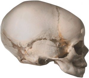 Le crâne d'un nourrisson